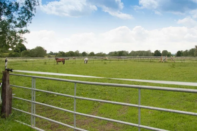 Pferde auf der Weide