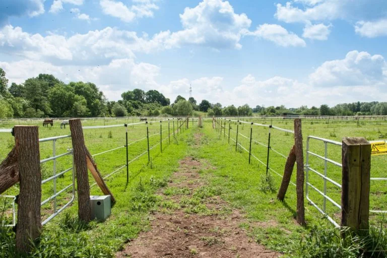 Pferde auf der Weide